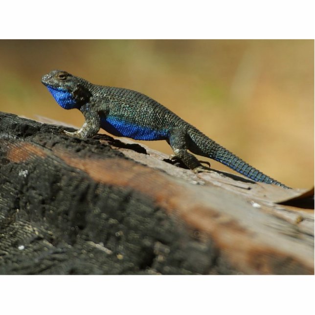 Lizards Blue Belly Scales Staand Fotobeeldje (Voorkant)