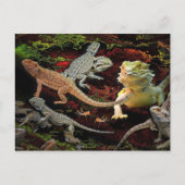 lizards galore briefkaart (Voorkant)