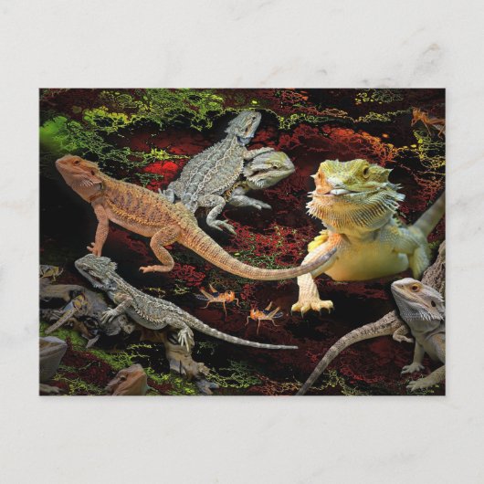 lizards galore briefkaart (Voorkant)