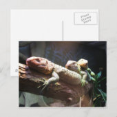 Lizards Lounging Briefkaart (Voorkant / Achterkant)