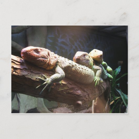 Lizards Lounging Briefkaart (Voorkant)