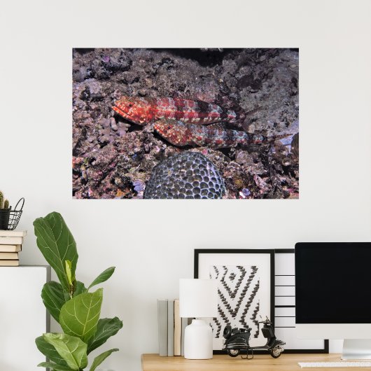 Lizardvis Pair II Poster (Thuiskantoor)