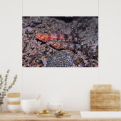 Lizardvis Pair II Poster (Keuken)