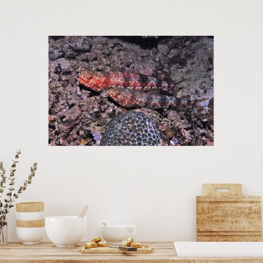 Lizardvis Pair II Poster (Keuken)