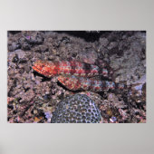 Lizardvis Pair II Poster (Voorkant)