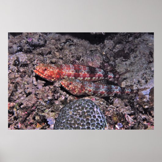 Lizardvis Pair II Poster (Voorkant)