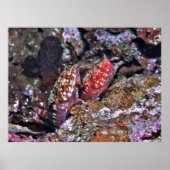 Lizardvis Pair Poster (Voorkant)
