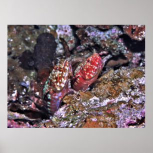 Lizardvis Pair Poster