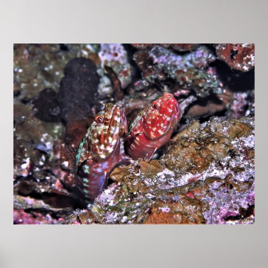 Lizardvis Pair Poster (Voorkant)