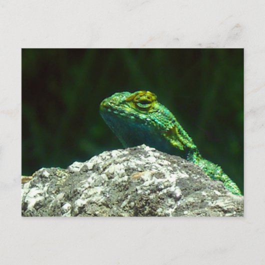 Lizz Briefkaart (Voorkant)