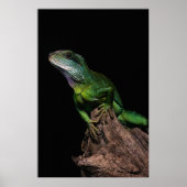 Lizzard Poster (Voorkant)