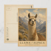 Llama Alpaca Andes VINTAGE Briefkaart (Voorkant / Achterkant)
