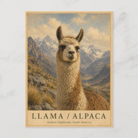 Llama Alpaca Andes VINTAGE Briefkaart (Voorkant)
