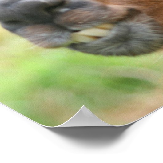 Llama Anger Quote Inspirerend Poster (Hoek)