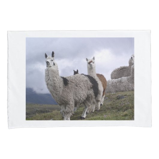 Llama Animal Custom Destiny's Destiny Kussensloop (Voorkant-Rechts)