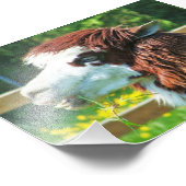 Llama Animal Foto Foto Afdruk (Hoek)