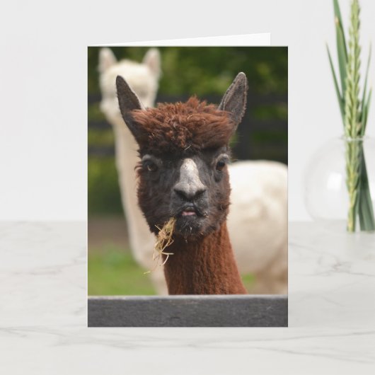 Llama - blanco wenskaart kaart (Voorkant)