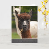 Llama - blanco wenskaart kaart (Gele Bloem)