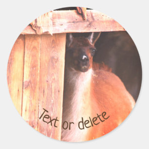  Llama Boerderij Dierlijk aangepast Ronde Sticker