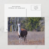 Llama Briefkaart (Voorkant / Achterkant)