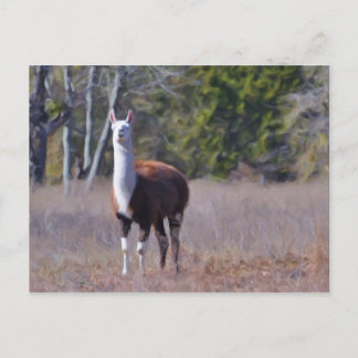 Llama Briefkaart