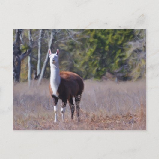 Llama Briefkaart (Voorkant)