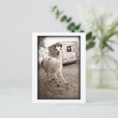 Llama Briefkaart (Staand voorkant)