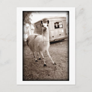 Llama Briefkaart