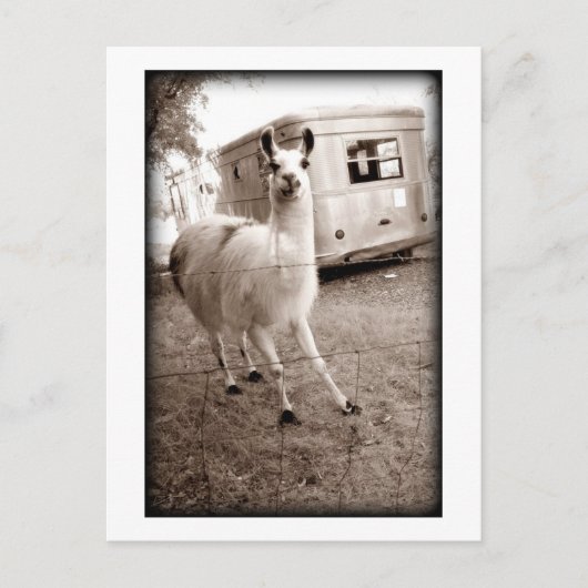 Llama Briefkaart (Voorkant)