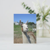 Llama Briefkaart (Staand voorkant)