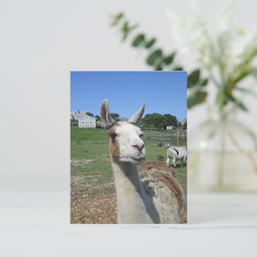 Llama Briefkaart (Staand voorkant)