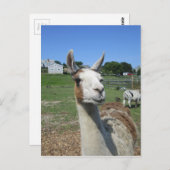 Llama Briefkaart (Voorkant / Achterkant)