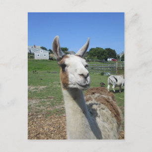 Llama Briefkaart