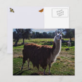 Llama Briefkaart (Voorkant / Achterkant)