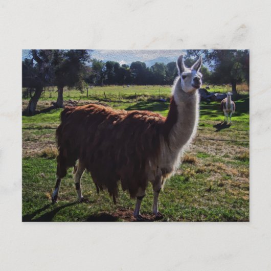 Llama Briefkaart (Voorkant)