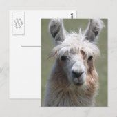 Llama Briefkaart (Voorkant / Achterkant)