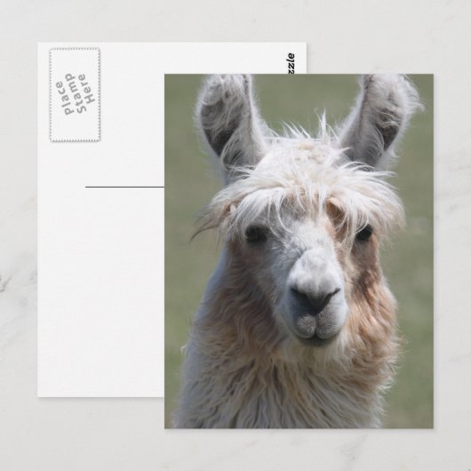 Llama Briefkaart (Voorkant / Achterkant)