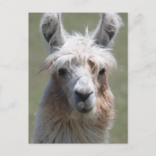 Llama Briefkaart (Voorkant)