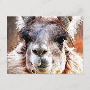 Llama Briefkaart