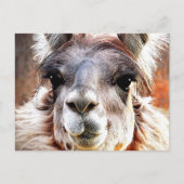 Llama Briefkaart (Voorkant)