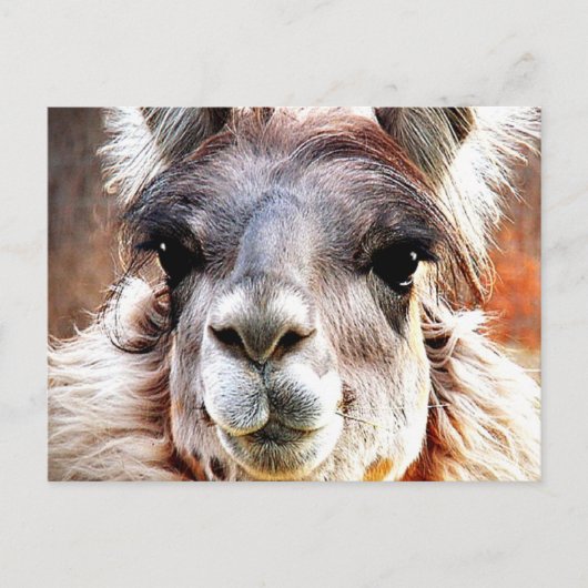 Llama Briefkaart (Voorkant)
