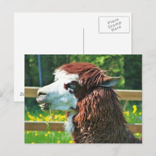Llama - Briefkaart (Voorkant / Achterkant)