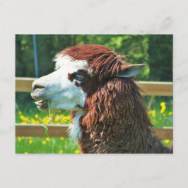 Llama - Briefkaart