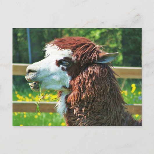Llama - Briefkaart (Voorkant)