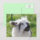 Llama-Briefkaart glimlachen Briefkaart (Voorkant / Achterkant)