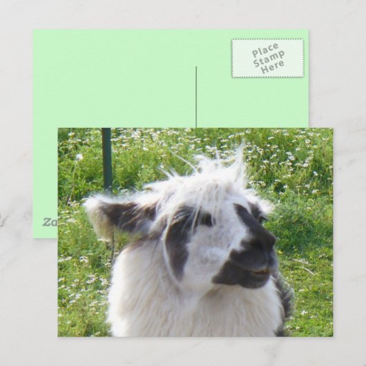 Llama-Briefkaart glimlachen Briefkaart (Voorkant / Achterkant)
