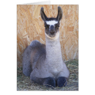 Llama Cria — blanco