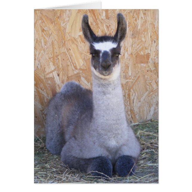 Llama Cria — blanco (Voorkant)