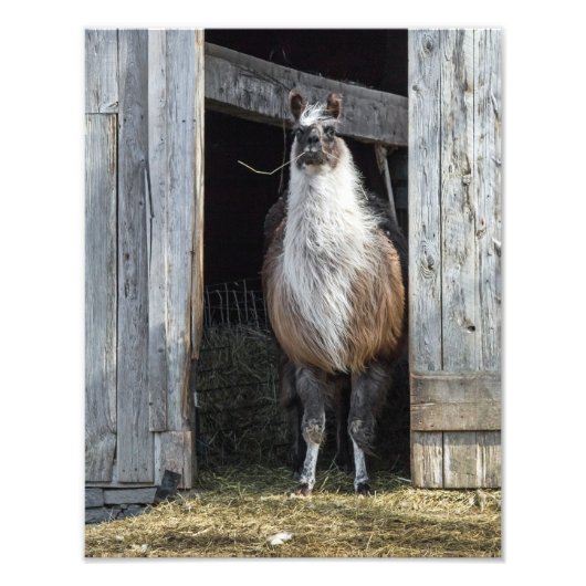 Llama, die de dag begroet foto afdruk (Voorkant)