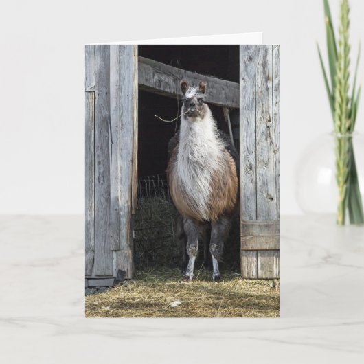 Llama, die de dag begroet kaart (Voorkant)